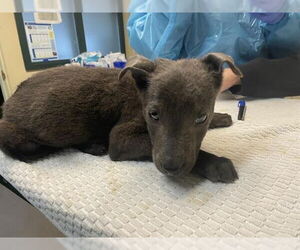 Labrador Retriever-Unknown Mix Dogs for adoption in Pasadena, CA, USA