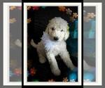 Small Photo #2 Sheepadoodle Puppy For Sale in RIALTO, CA, USA