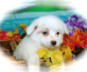 Havanese Puppy for sale in HAMMOND, IN, USA