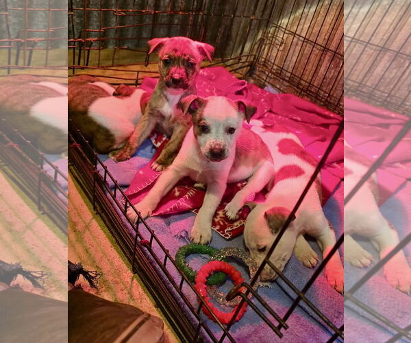 Medium Photo #4 Mountain Cur-Unknown Mix Puppy For Sale in Oakhurst, NJ, USA