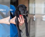 Small #2 Mutt