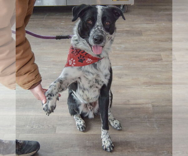 Medium Photo #4 Border Collie-Unknown Mix Puppy For Sale in Huntley, IL, USA