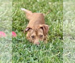 Small #2 Labrador Retriever Mix