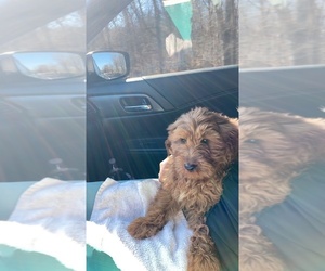 Goldendoodle (Miniature) Puppy for sale in MAYS LANDING, NJ, USA