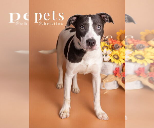 Medium Photo #16 American Pit Bull Terrier-Australian Shepherd Mix Puppy For Sale in Foristell, MO, USA