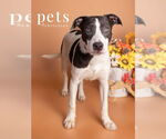 Small #15 American Pit Bull Terrier-Australian Shepherd Mix