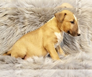 Bull Terrier Puppy for sale in BUCKLIN, KS, USA