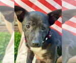 Small #5 Chihuahua Mix