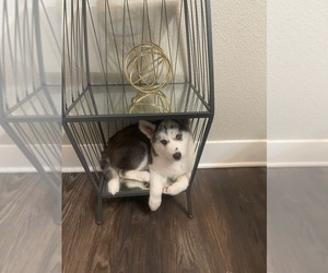 Alaskan Husky-Alaskan Klee Kai Mix Puppy for sale in SPRING, TX, USA