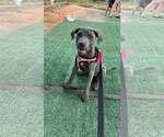 Small #2 Mutt