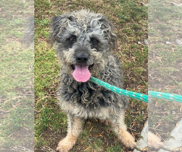 Medium Photo #3 Poodle (Standard)-Unknown Mix Puppy For Sale in Newport Beach, CA, USA