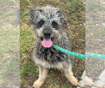 Small #2 Poodle (Standard) Mix