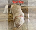 Small Photo #10 Golden Retriever Puppy For Sale in ROGERSVILLE, MO, USA