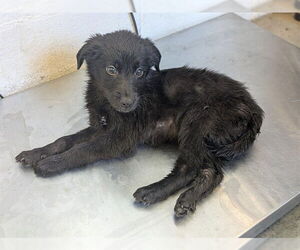 Mutt Dogs for adoption in Corona, CA, USA