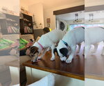 Small Photo #17 American Pit Bull Terrier-Jack Russell Terrier Mix Puppy For Sale in Oakhurst, NJ, USA