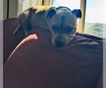 Small #5 American Pit Bull Terrier-Bulldog Mix