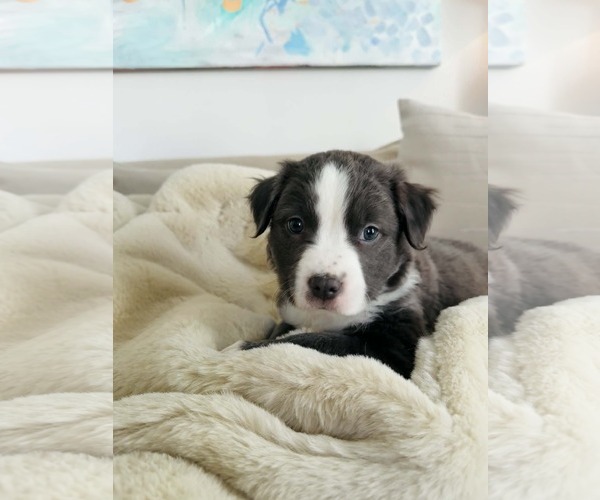 Medium Photo #2 American Staffordshire Terrier-Labrador Retriever Mix Puppy For Sale in Holly Springs, NC, USA