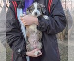 Small Photo #3 Basset Hound-Border Collie Mix Puppy For Sale in Huntley, IL, USA