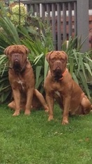 Mother of the Dogue de Bordeaux puppies born on 04/27/2017