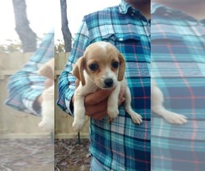Poogle Puppy for sale in SPENCER, TN, USA