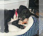 Small Photo #16 Labrador Retriever-Unknown Mix Puppy For Sale in Boston, MA, USA