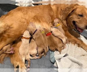 Golden Retriever Litter for sale in MONROE, NC, USA