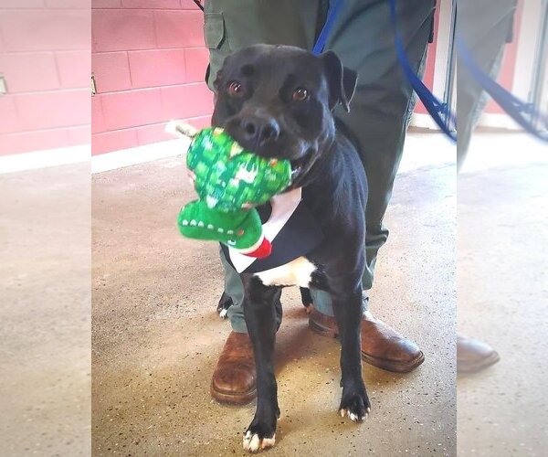Medium Photo #4 American Staffordshire Terrier-Labrador Retriever Mix Puppy For Sale in Brewster, NY, USA