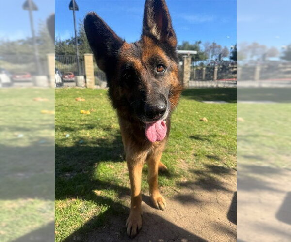 Medium Photo #1 German Shepherd Dog Puppy For Sale in Riverside, CA, USA