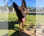 Small German Shepherd Dog
