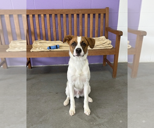 Colonial Cocker Spaniel-Labrador Retriever Mix Dogs for adoption in Genesee, WI, USA