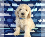 Small Photo #18 Goldendoodle Puppy For Sale in PAULINE, SC, USA