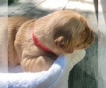 Small #15 Golden Retriever