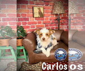 Border Terrier-Parson Russell Terrier Mix Dogs for adoption in Arcadia, FL, USA