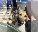 Small #3 German Shepherd Dog