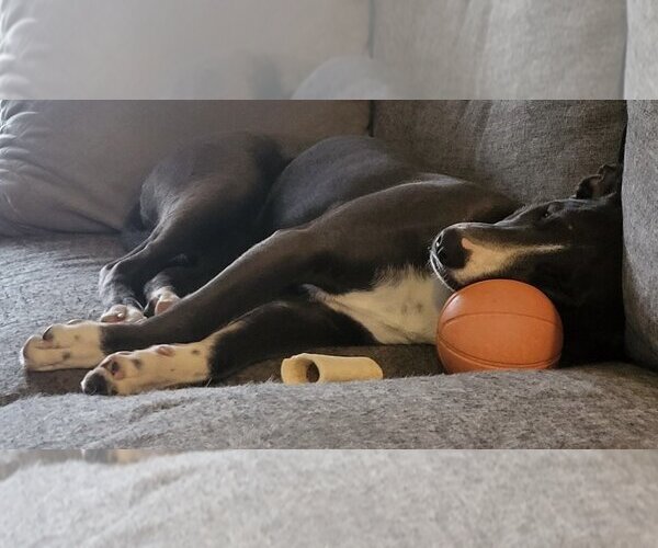 Medium Photo #17 American Pit Bull Terrier-Unknown Mix Puppy For Sale in Rockaway, NJ, USA