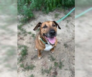 Mutt Dogs for adoption in Jackson , NJ, USA