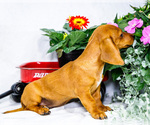 Small #2 Dachshund