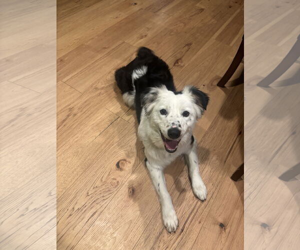 Medium Photo #2 Australian Shepherd Puppy For Sale in Sandy, UT, USA