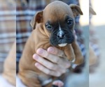 Puppy snickers Boxer