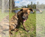 Small Photo #4 Mutt Puppy For Sale in Tarrytown, GA, USA