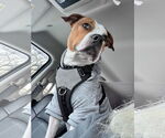 Small #23 American Pit Bull Terrier Mix