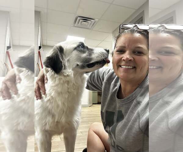 Medium Photo #2 Great Pyrenees-Unknown Mix Puppy For Sale in Rowlett, TX, USA