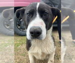 Small Photo #3 Mutt Puppy For Sale in Calgary, Alberta, Canada