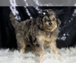 Small #3 Goldendoodle (Miniature)