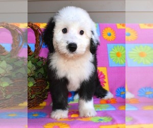 Sheepadoodle Puppy for sale in ASPERMONT, TX, USA