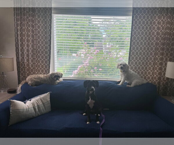 Medium Photo #3 Mutt Puppy For Sale in Woodbury, NY, USA