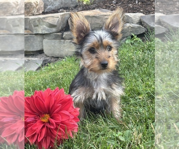 Medium Photo #7 Yorkshire Terrier Puppy For Sale in ROCK STREAM, NY, USA