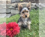 Small #6 Yorkshire Terrier