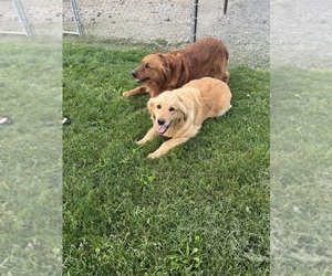 Father of the Golden Retriever puppies born on 05/06/2025