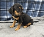 Small Photo #13 Beagle-Chihuahua Mix Puppy For Sale in SAINT AUGUSTINE, FL, USA